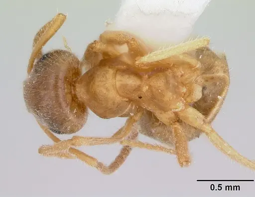 Lasius xerophilus specimen CASENT0103507 image casent0103507_1