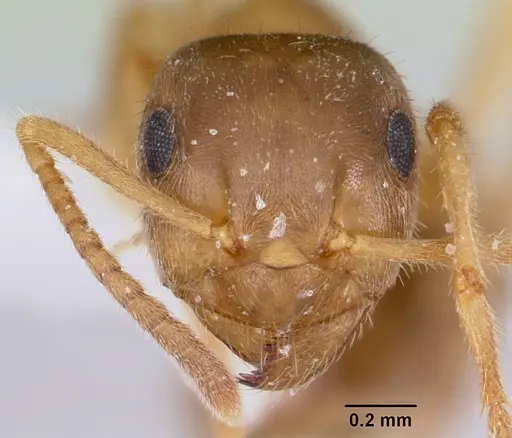 Lasius xerophilus specimen CASENT0103507 image casent0103507_2