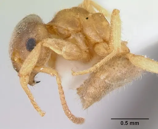 Lasius xerophilus specimen CASENT0103507 image casent0103507_3
