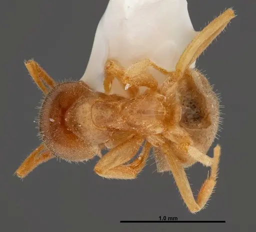 Lasius xerophilus specimen FMNHINS0000047298 image fmnhins0000047298_1