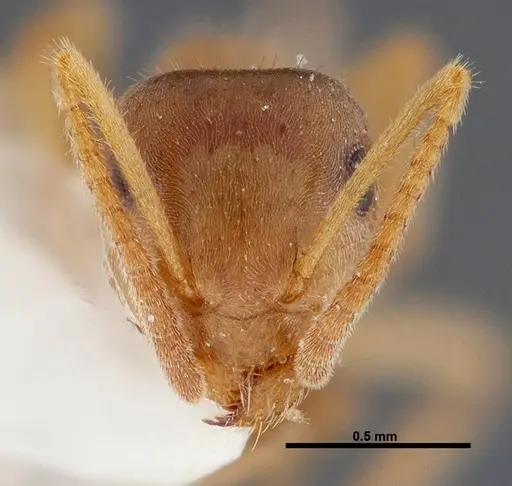 Lasius xerophilus specimen FMNHINS0000047298 image fmnhins0000047298_2