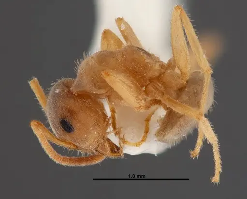 Lasius xerophilus specimen FMNHINS0000047298 image fmnhins0000047298_3