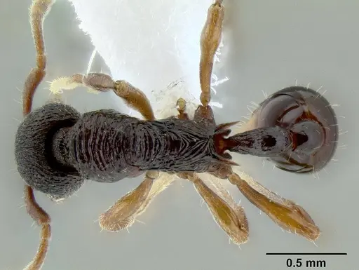 Lenomyrmex colwelli specimen CASENT0106210 image casent0106210_1