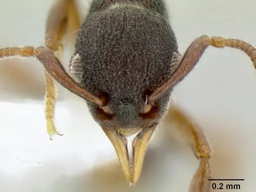 Lenomyrmex colwelli specimen CASENT0106210 image casent0106210_2