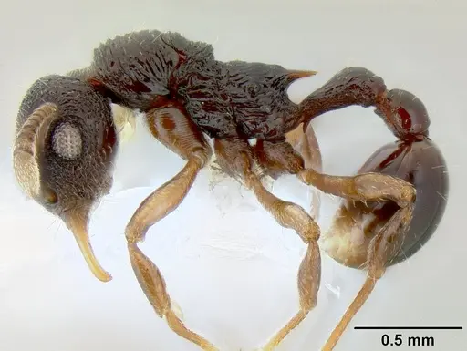 Lenomyrmex colwelli specimen CASENT0106210 image casent0106210_3