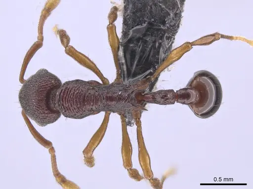 Lenomyrmex colwelli specimen CASENT0653691 image casent0653691_1