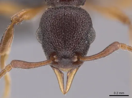 Lenomyrmex colwelli specimen CASENT0653691 image casent0653691_2