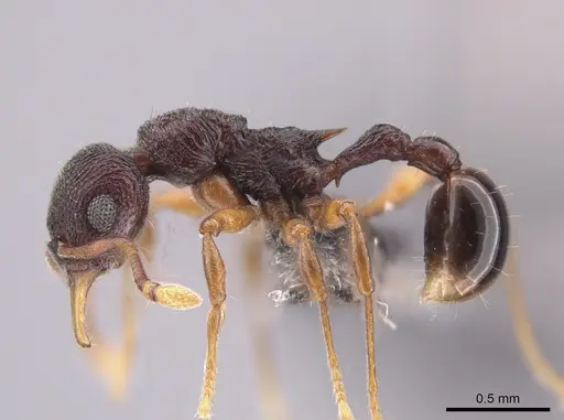 Lenomyrmex colwelli specimen CASENT0653691 image casent0653691_3