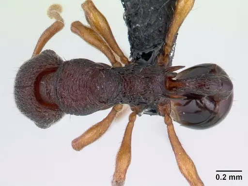 Lenomyrmex colwelli specimen INB0003214454 image inb0003214454_1