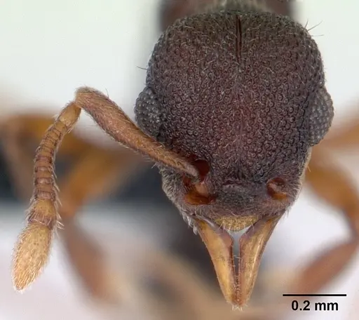 Lenomyrmex colwelli specimen INB0003214454 image inb0003214454_2