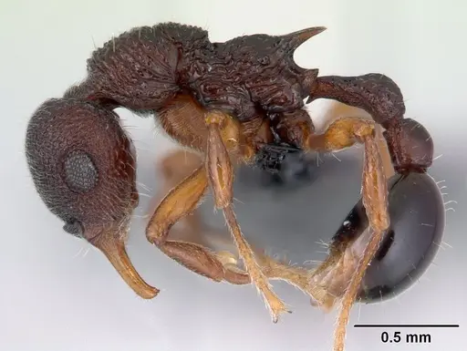 Lenomyrmex colwelli specimen INB0003214454 image inb0003214454_3