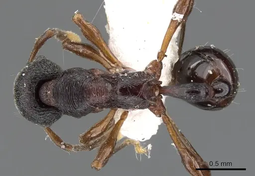 Lenomyrmex mandibularis specimen CASENT0901260 image casent0901260_1