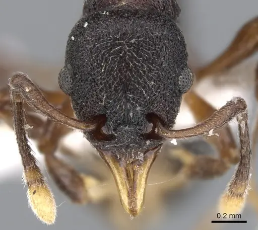 Lenomyrmex mandibularis specimen CASENT0901260 image casent0901260_2