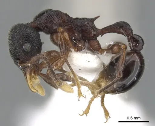 Lenomyrmex mandibularis specimen CASENT0901260 image casent0901260_3