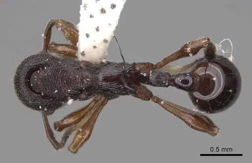 Lenomyrmex mandibularis specimen CASENT0922901 image casent0922901_1