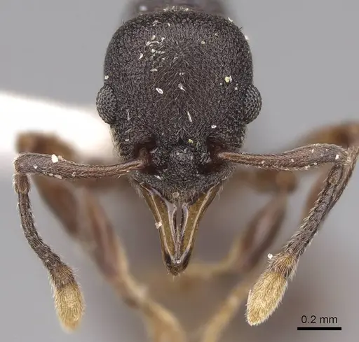 Lenomyrmex mandibularis specimen CASENT0922901 image casent0922901_2