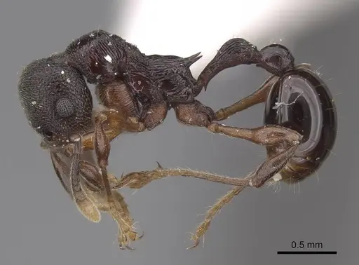 Lenomyrmex mandibularis specimen CASENT0922901 image casent0922901_3