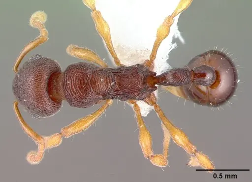 Lenomyrmex wardi specimen CASENT0106197 image casent0106197_1