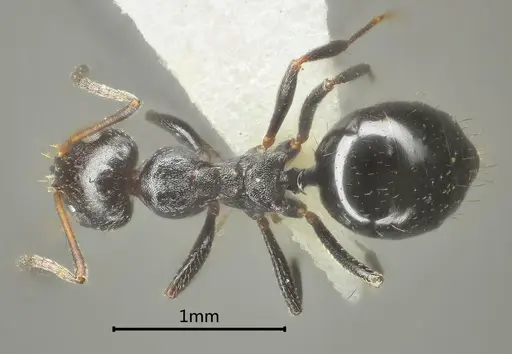 Lepisiota acuta specimen ANTWEB1060613 image antweb1060613_1