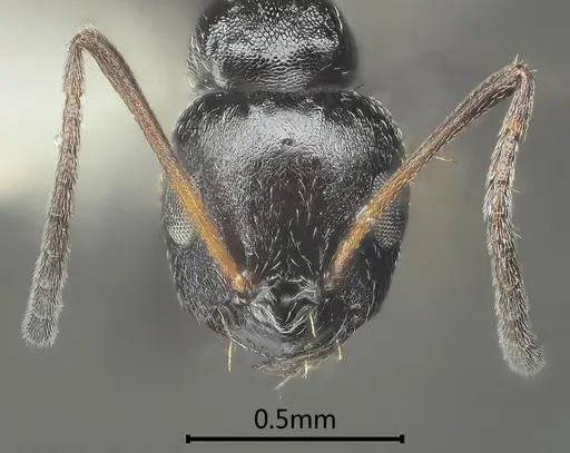 Lepisiota acuta specimen ANTWEB1060613 image antweb1060613_2