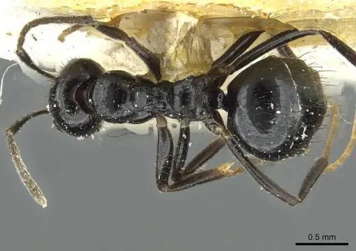 Lepisiota affinis specimen CASENT0912366 image casent0912366_1