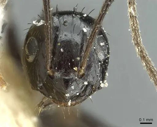 Lepisiota affinis specimen CASENT0912366 image casent0912366_2