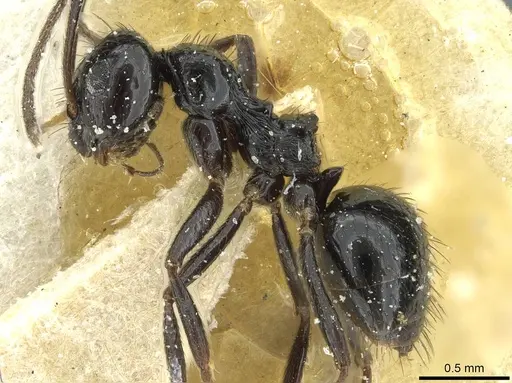 Lepisiota affinis specimen CASENT0912366 image casent0912366_3