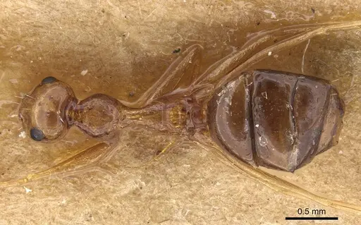 Lepisiota ajjer specimen CASENT0913619 image casent0913619_1