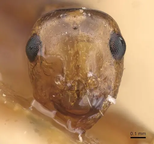 Lepisiota ajjer specimen CASENT0913619 image casent0913619_2