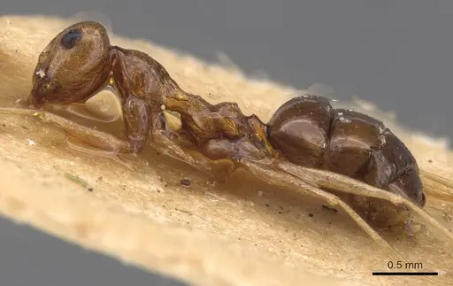 Lepisiota ajjer specimen CASENT0913619 image casent0913619_3