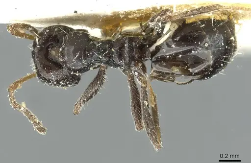 Lepisiota albata specimen CASENT0912367 image casent0912367_1