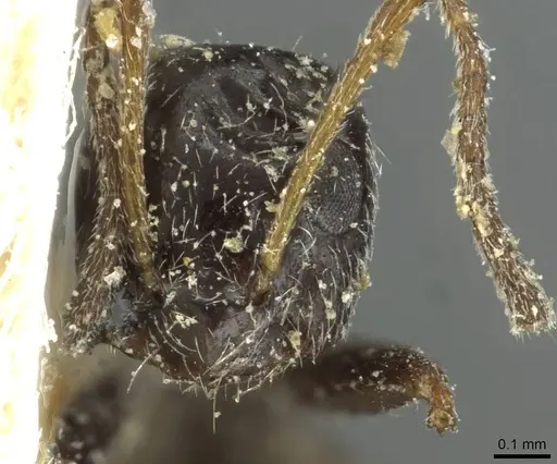 Lepisiota albata specimen CASENT0912367 image casent0912367_2