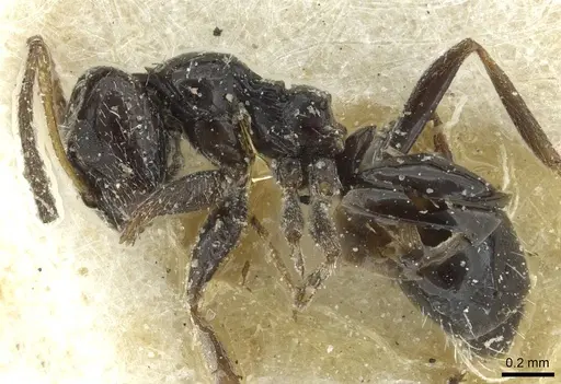 Lepisiota albata specimen CASENT0912367 image casent0912367_3