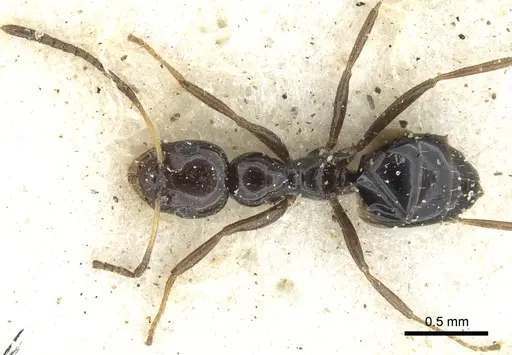 Lepisiota alexis specimen CASENT0903155 image casent0903155_1