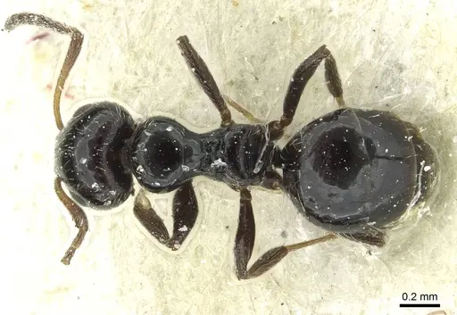 Lepisiota alexis specimen CASENT0912369 image casent0912369_1