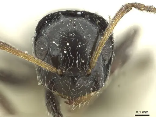 Lepisiota alexis specimen CASENT0912369 image casent0912369_2