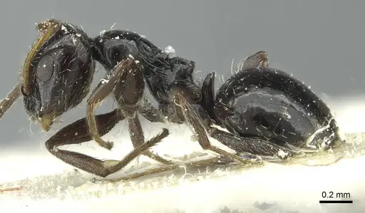 Lepisiota alexis specimen CASENT0912369 image casent0912369_3