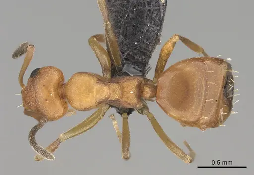 Lepisiota ambigua specimen CASENT0066802 image casent0066802_1