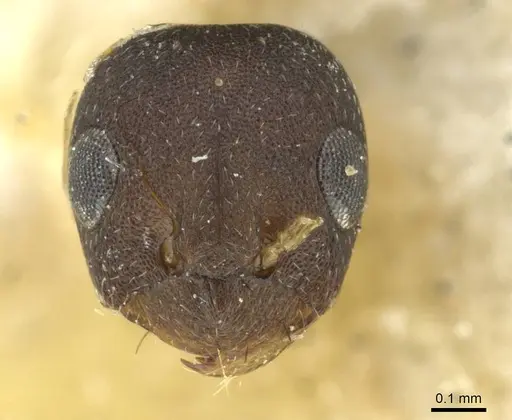 Lepisiota ambigua specimen RMCAENT000017803 image rmcaent000017803_2