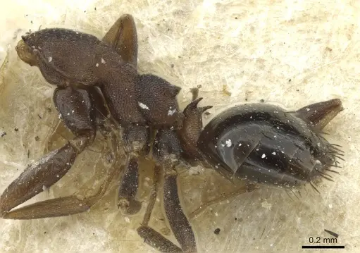 Lepisiota ambigua specimen RMCAENT000017803 image rmcaent000017803_3