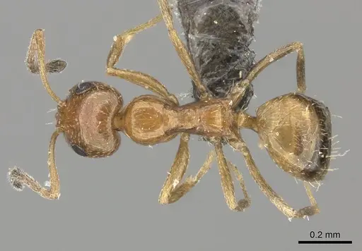 Lepisiota arnoldi specimen CASENT0235892 image casent0235892_1