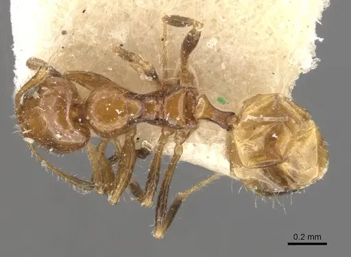 Lepisiota arnoldi specimen CASENT0909870 image casent0909870_1