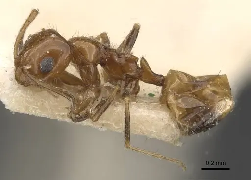 Lepisiota arnoldi specimen CASENT0909870 image casent0909870_3