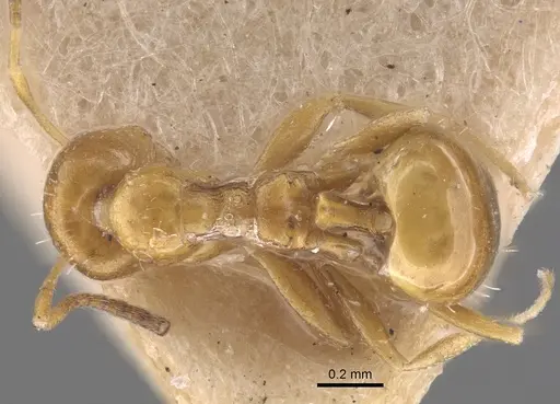 Lepisiota aurea specimen CASENT0917320 image casent0917320_1