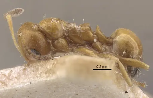 Lepisiota aurea specimen CASENT0917320 image casent0917320_3