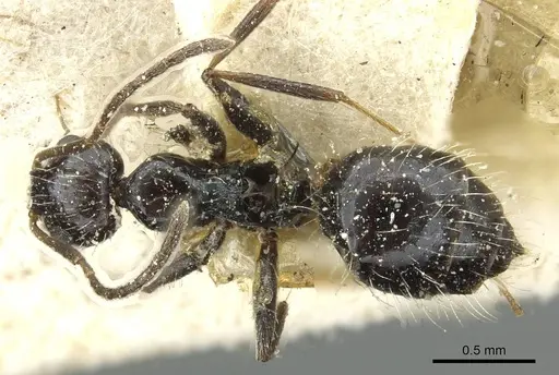 Lepisiota cacozela specimen CASENT0912370 image casent0912370_1