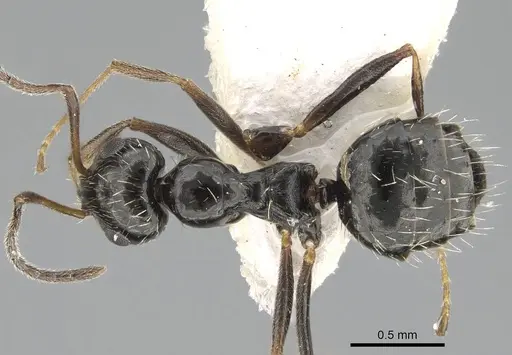 Lepisiota canescens specimen 14D618C image 14d618c_1