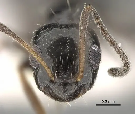 Lepisiota canescens specimen 14D618C image 14d618c_2