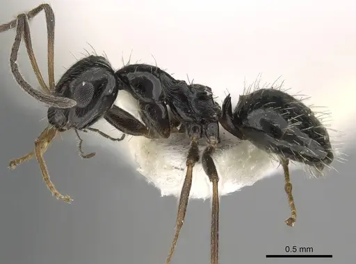 Lepisiota canescens specimen 14D618C image 14d618c_3