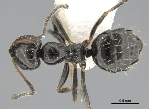 Lepisiota canescens specimen 14D709D-1 image 14d709d-1_1